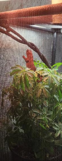 Female Panther Chameleon with Complete Habitat - Photo 2