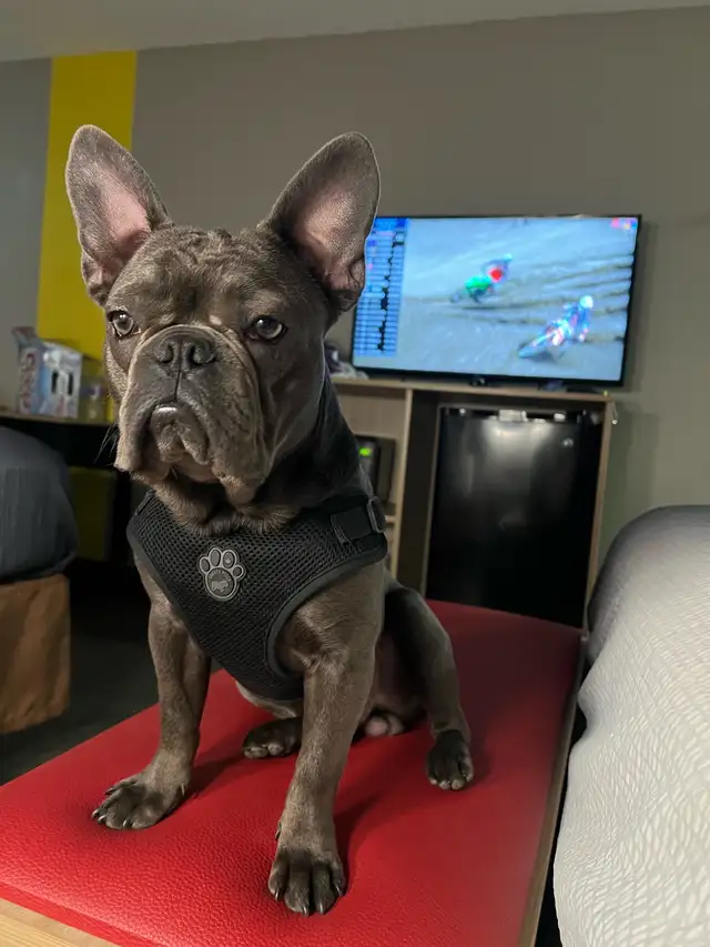 French Bulldog
