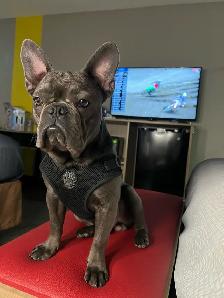 French Bulldog