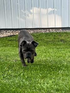French Bulldog - Photo 2