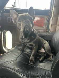 French Bulldog - Photo 3