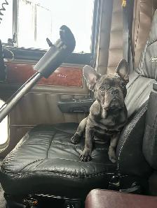 French Bulldog - Photo 4