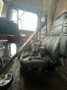 French Bulldog - Photo 5