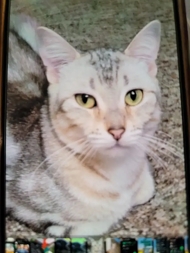 Female Cat sale