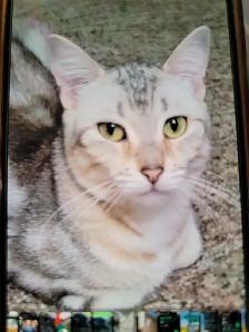 Female Cat sale