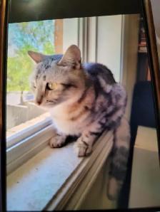 Female Cat sale - Photo 2
