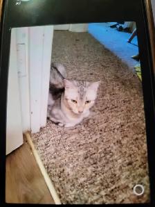 Female Cat sale - Photo 3