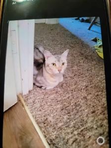 Female Cat sale - Photo 4