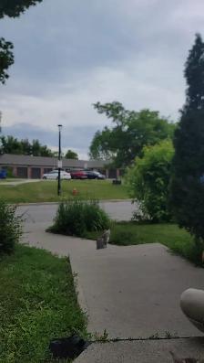 Female Cat sale - Photo 6
