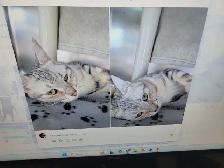 Female Cat sale - Photo 7