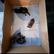 Brand New Dog Supplies for Sale - Photo 9
