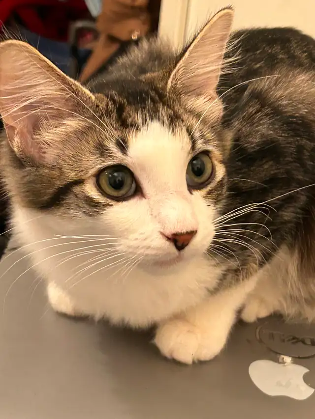 Sweetest kitties to find forever home!