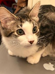 Sweetest kitties to find forever home!