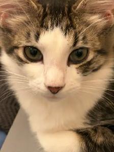 Sweetest kitties to find forever home! - Photo 2