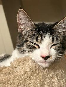 Sweetest kitties to find forever home! - Photo 3
