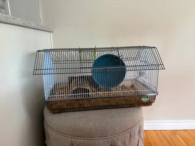 HAMSTER FREE (Syrian)-burlington