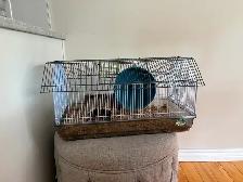 HAMSTER FREE (Syrian)-burlington