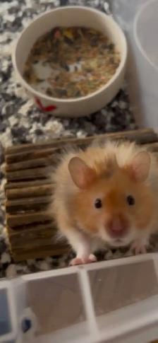 HAMSTER FREE (Syrian)-burlington - Photo 2