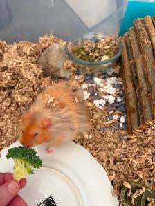 HAMSTER FREE (Syrian)-burlington - Photo 3