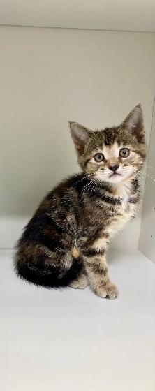 Female tabby kitten!