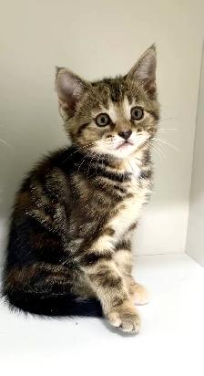 Female tabby kitten! - Photo 2