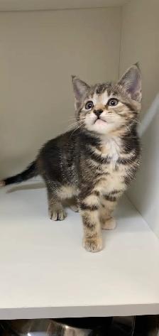 Female tabby kitten! - Photo 3