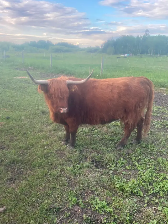 Scottish Highland cows