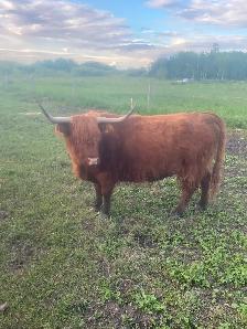 Scottish Highland cows