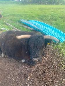 Scottish Highland cows - Photo 2