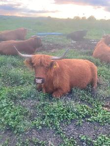 Scottish Highland cows - Photo 3