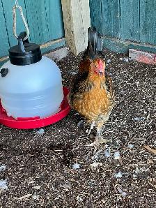 Roosters - Photo 2