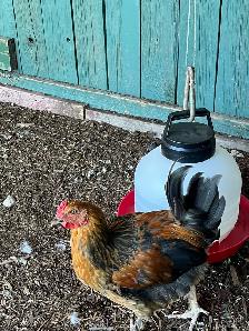 Roosters - Photo 3