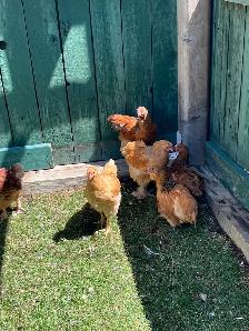 Roosters - Photo 4