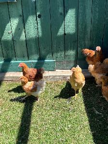 Roosters - Photo 5