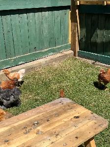 Roosters - Photo 7