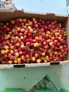 LOCAL  BC RAINIER CHERRIES - Photo 2
