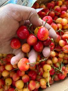 LOCAL  BC RAINIER CHERRIES - Photo 3