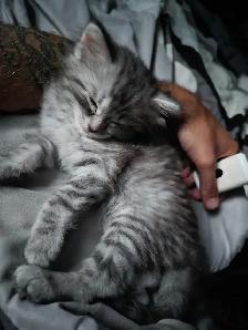 1 female kitten available