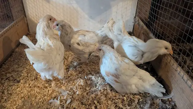 Americana pullets