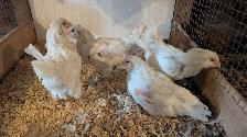 Americana pullets