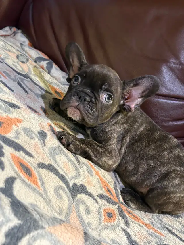 french bulldog /bulldog français