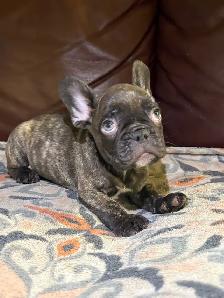 french bulldog /bulldog français - Photo 2