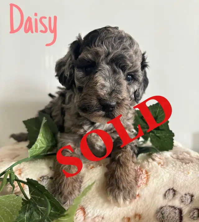 Cockapoo Puppies