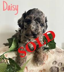 Cockapoo Puppies