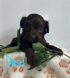 Cockapoo Puppies - Photo 2