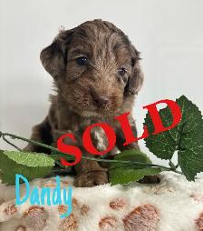 Cockapoo Puppies - Photo 3