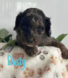 Cockapoo Puppies - Photo 4