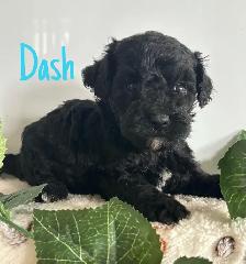 Cockapoo Puppies - Photo 6