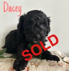 Cockapoo Puppies - Photo 7