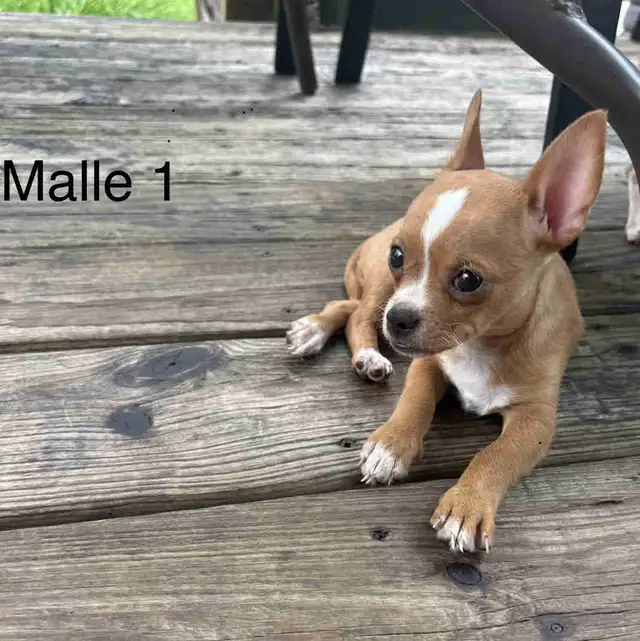 Chiots Chihuahua à vendre